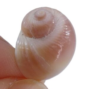 Naticarius onca
