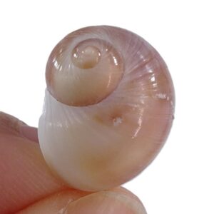 Naticarius onca