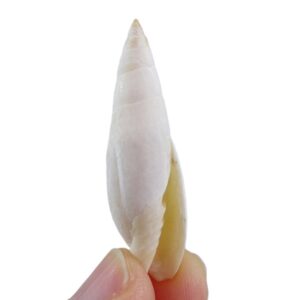 Mitra nubila nubila