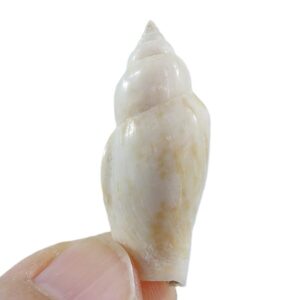Canarium terebellatum