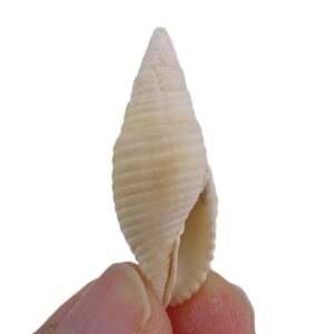 Mitra rueppeli