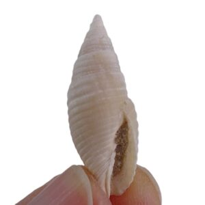 Mitra rueppeli