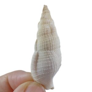 Colubraria cf. obscura