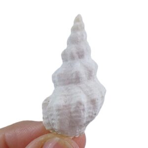 Fusinus polygonoides