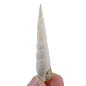 Terebra parkinsoni