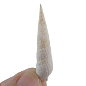 Terebra parkinsoni