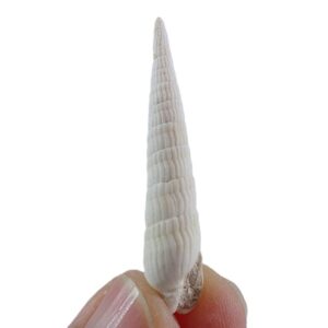 Terebra parkinsoni