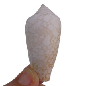 Conus textile