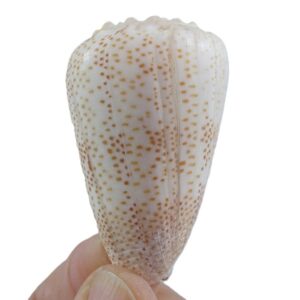 Conus arenatus aequipunctatus