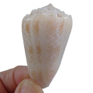 Conus arenatus aequipunctatus