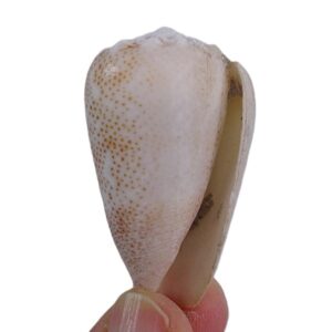 Conus arenatus aequipunctatus