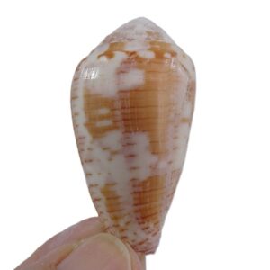 Conus nigropunctatus