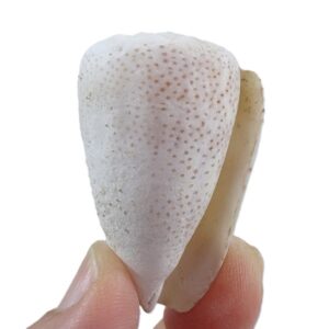 Conus arenatus aequipunctatus