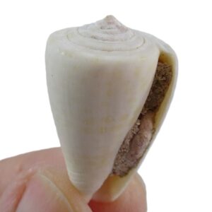 Conus fumigatus