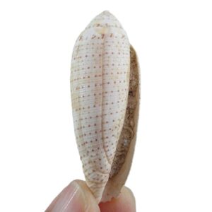 Conus nussatella