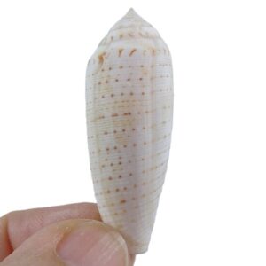 Conus nussatella