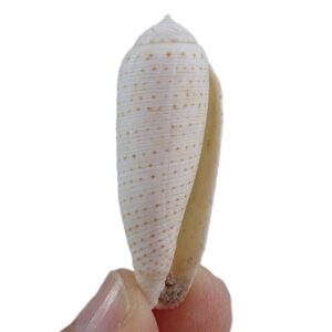 Conus nussatella