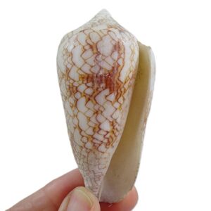 Conus textile