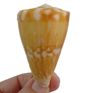 Conus vexillum sumatraensis