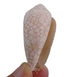 Conus textile dahlakensis