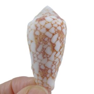 Conus textile dahlakensis