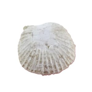 Crania tuberculata