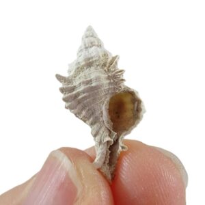 Chicoreus floridanus