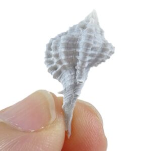Vokesimurex lindajoyceae