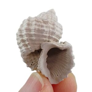 Trigonostoma druidi