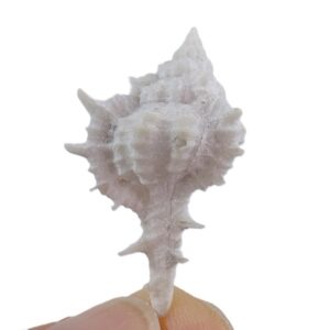 Vokesimurex anniae