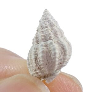 Nassarius vibex