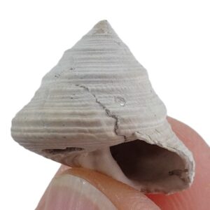 Calliostoma jujuconulum