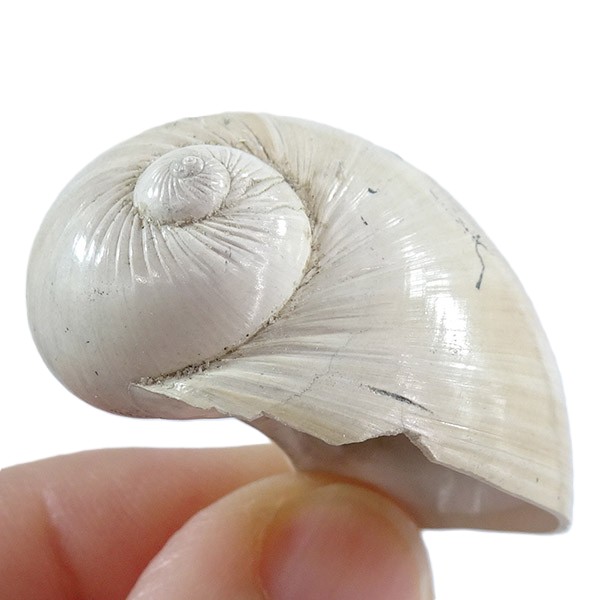 Naticarius plicatella - Imagen 2