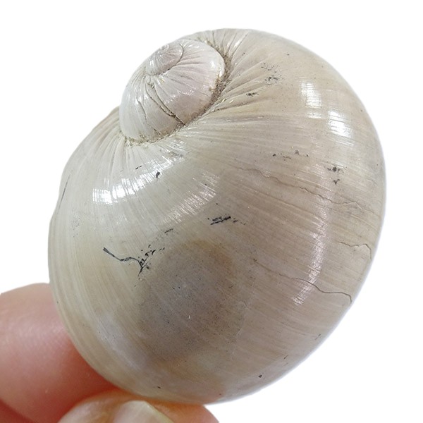 Naticarius plicatella - Imagen 3