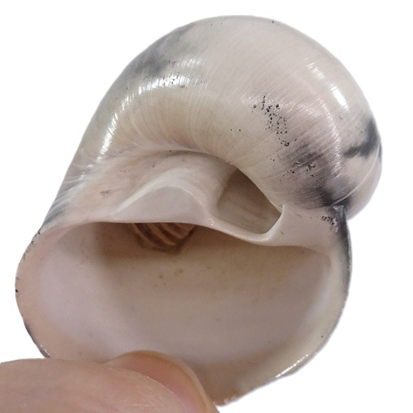 Naticarius plicatella - Imagen 2
