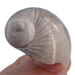 Naticarius plicatella