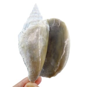 Strombus (Macrostrombus) mayacensis