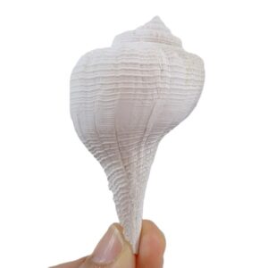 Busycon (Busycoarctum) tudiculatum