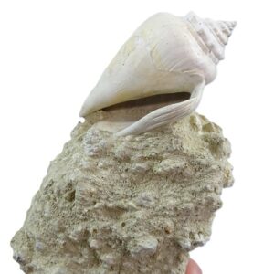 Strombus sp.