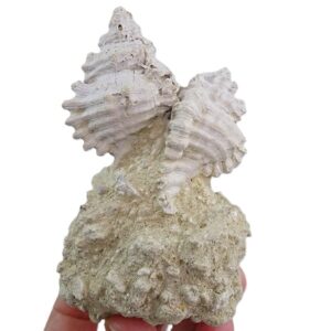 Phyllonotus sp.