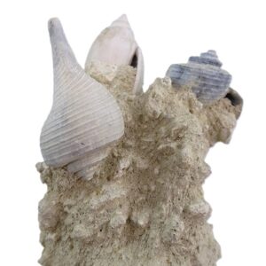 Oliva sp. y Pyruella sp.