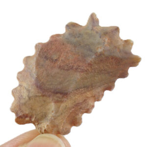 Denticulado