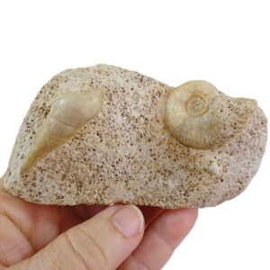 Hecticoceras sp. y Pseudomelania sp.