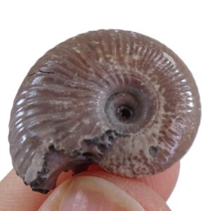 Rhondiceras milaschevichii