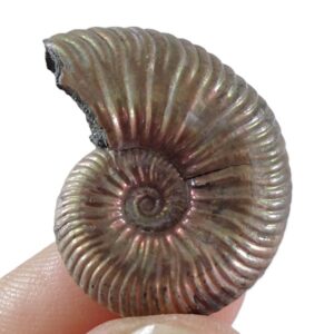 Quenstedtoceras henrici