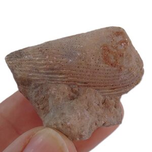 Lamellaptychus lamellosus VENDIDO
