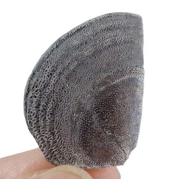 Laevaptychus latus