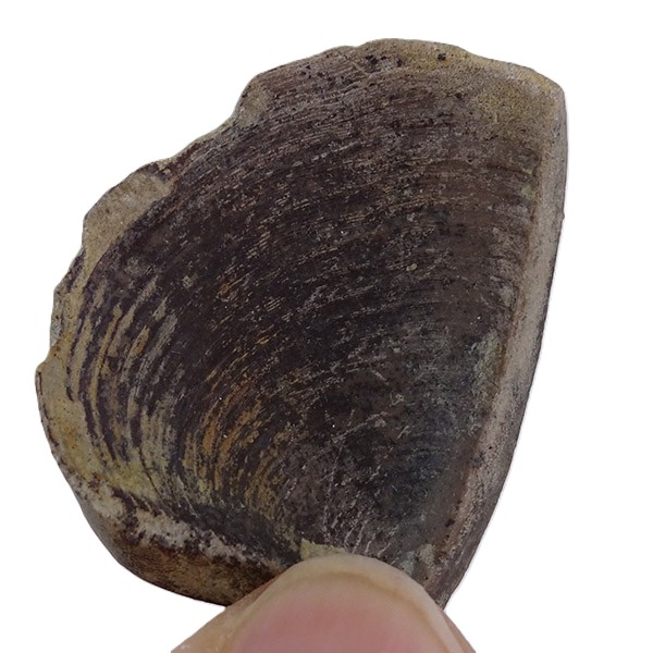 Laevaptychus sp. VENDIDO - Imagen 2