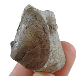 Laevaptychus latus