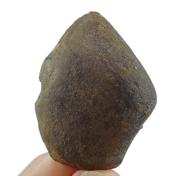 Laevaptychus sp.